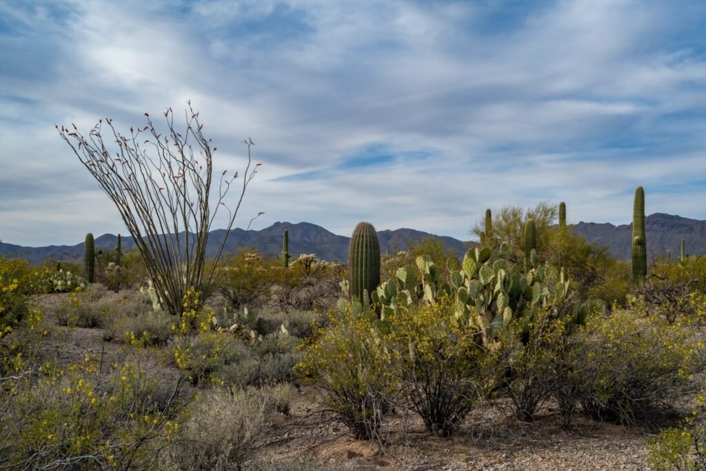 Arizona's Fungal Disease: What You Need To Know