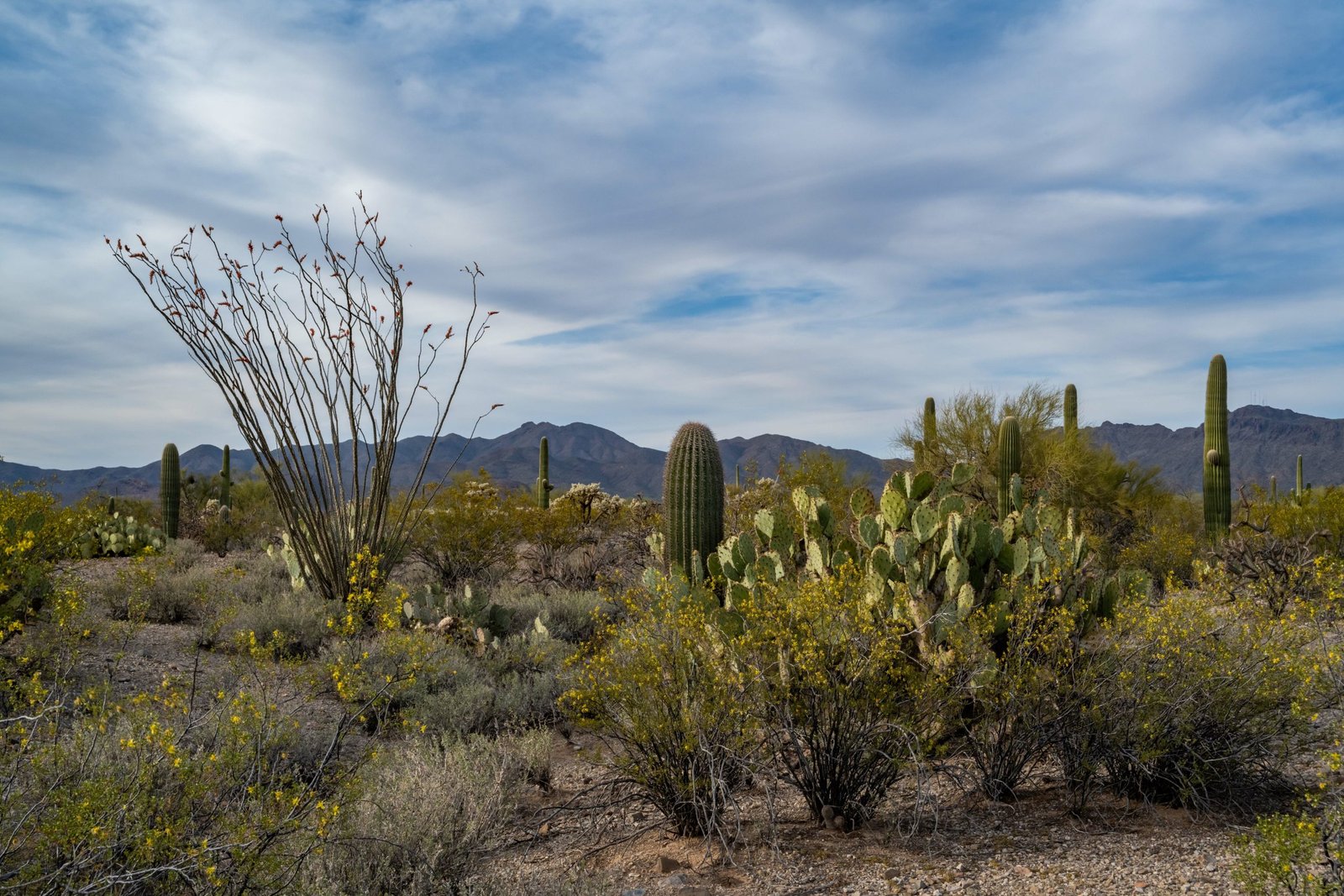Arizona's Fungal Disease: What You Need To Know